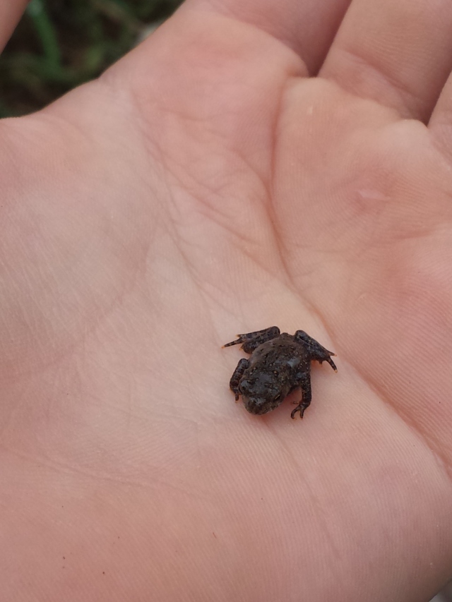 tiny toad in Faith's hand