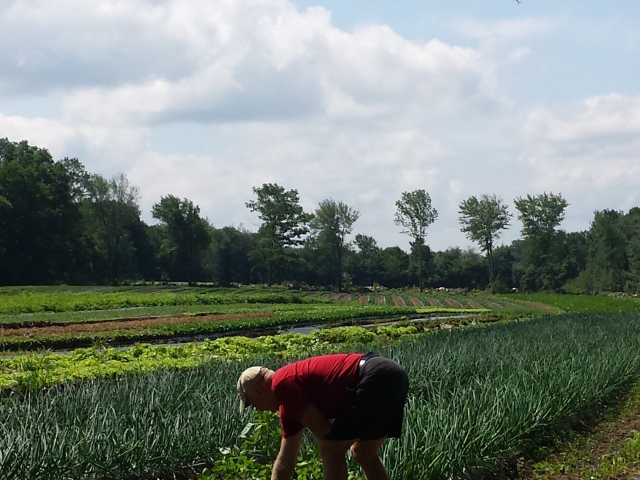 Glenn weeding the onions